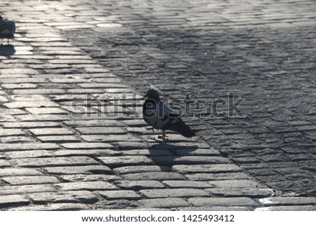 A picture of a pigeon standing on one foot/walking on a street the made of stone, Tallinn, Estonia 