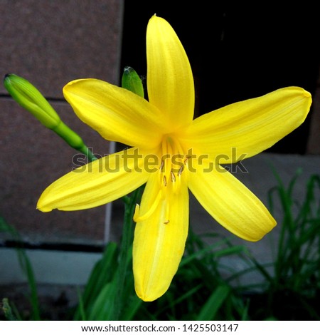 Macro photo nature blooming flower Lilium. Background texture blooming yellow flowers lily. Image of a plant June blooming yellow lily