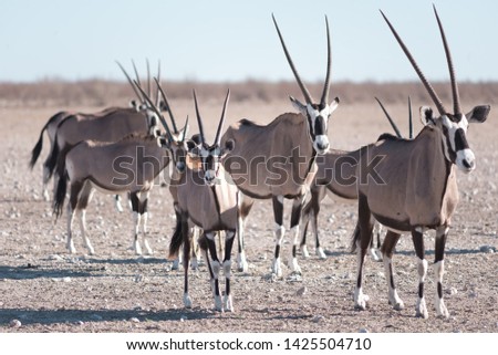 Namibia Oryx herd Desperate for Water