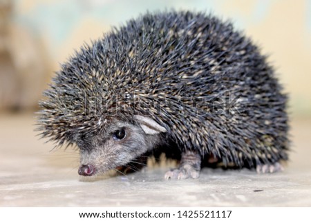 hedgehog is a spiny mammal one of the rare animal which is found only in wild , here is a rare black hedgehog , which is endangered animal.     Royalty-Free Stock Photo #1425521117
