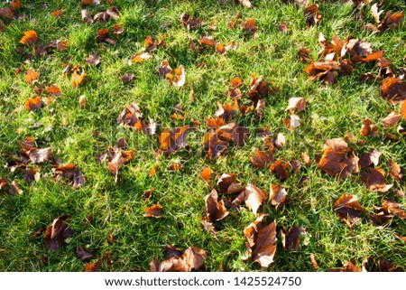Withered Leaves on Green Grass
