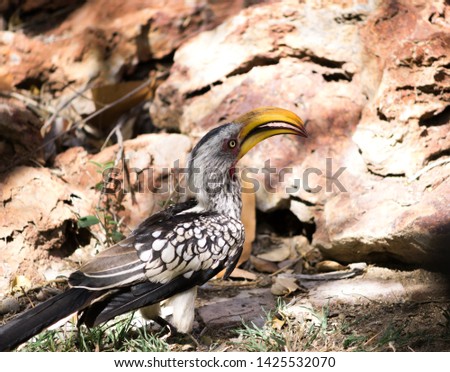 Etosha yellow billed Hornbill Explore