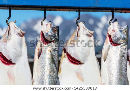 Fresh caught fish in Seward, Alaska, USA