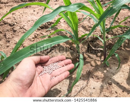 Add fertilizer to nourish the young corn