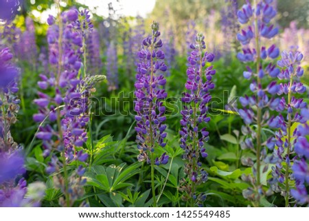 Closeup view of beautiful fresh lupin lilac flowers. Scenic meadow in countryside. Horizontal color photography.