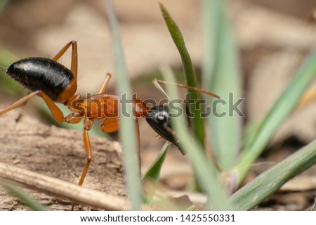 Black-headed orange sugar ants, 
brown sugar ant, Scientific name: Camponotus nigriceps walking down the hill. shot through the grass