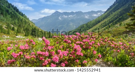 Panorama picture of alpine roses in a nature landscape