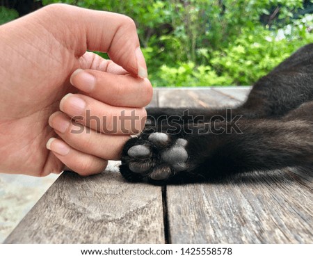 Human hand with cat leg on wood table in blur natural tree bright sunlight
