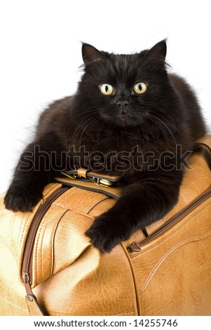 black cat on a leather bag isolated