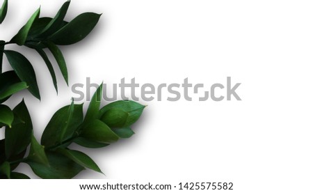 Green leaves isolated on white background. Foliage branches on the left side with free space for text. Design sample for invitation, banner, label, web design. 