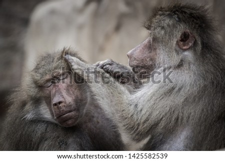 jacketed baboon in the zoo