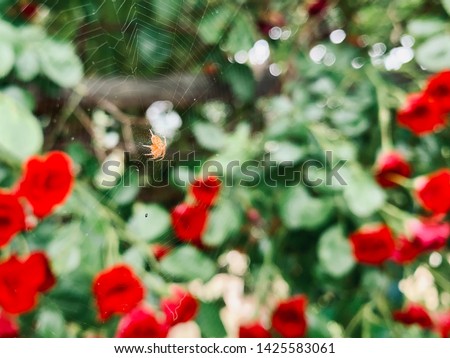 A small spider on the spiderweb with some red roses blurred in the background