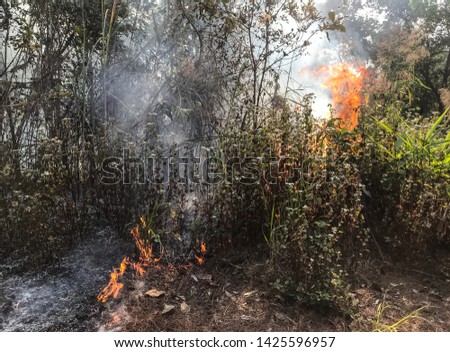 Forest fire occurred on March 21, 2019 in the morning at Doi Pha Hom Pok National Park, Fang District, Chiang Mai Province, northern Thailand.