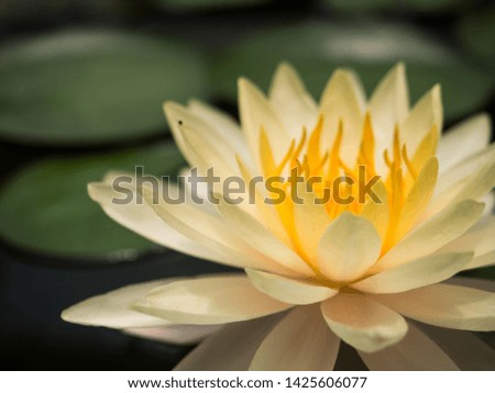 Yellow lotus flowers that bloom