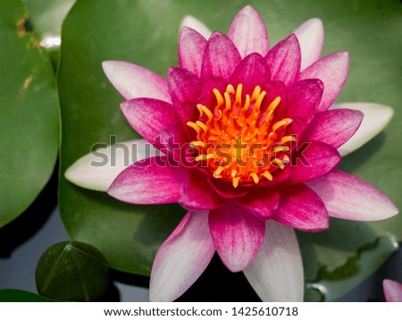
Purple lotus flowers that bloom