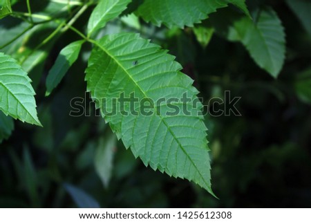 Green leaves pattern background, Natural background and wallpaper.