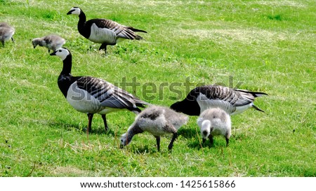 Canada goose, family youngling chik nestling
