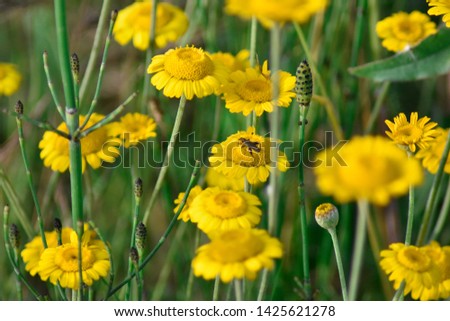 Yellow daisy flowers field in spring with a bug