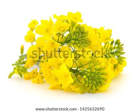 Mustard Flower blossom, Canola or Oilseed Rapeseed, close up , isolated on white background. Royalty-Free Stock Photo #1425632690