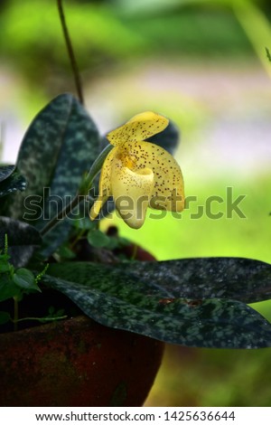 Orchid Paphiopedilum flower  in garden, colorful flower