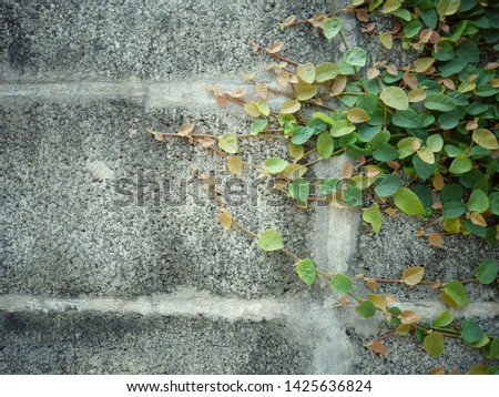 Abstract leaves background in thailand