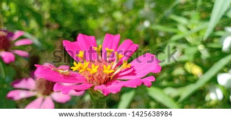 Beautiful pink flowers in the garden - Image 