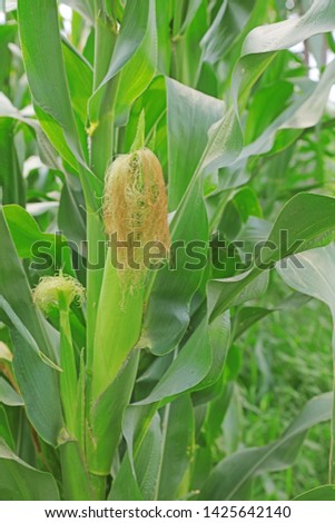 Corn plant in the field, close-up picture