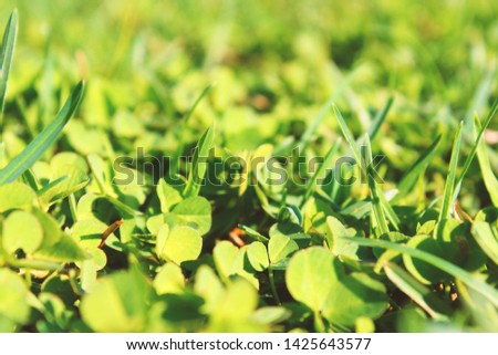Green grass close up. Background. Texture.