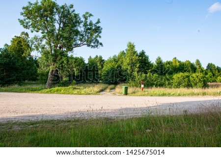 summer green mixed tree forest with green grass foliage in daylight