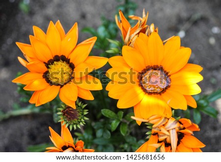 close up of Gazania rigens flower, sometimes called treasure flower, blooming in spring in the garden