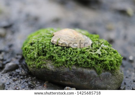 A shell laying on top of a algae covered rock on the shoreline