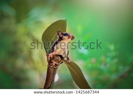 Sugar Glider climbs the branch