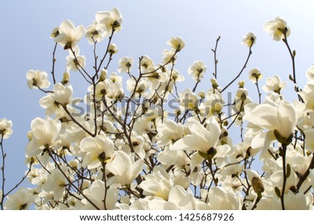 Magnolia tree white flowers at light blue sky background in the park in South Korea, , spring time, branches growing high and blowing with the wind