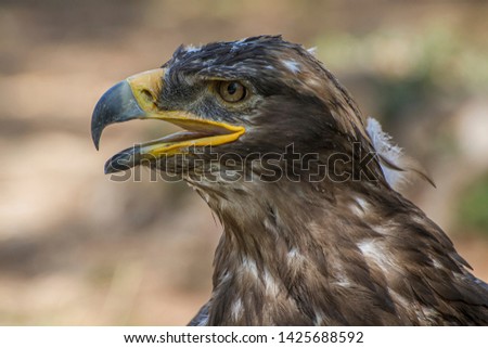 freedom eagle, diurnal bird of prey with beautiful plumage and yellow beak