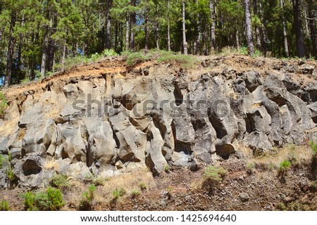 Nature, cliff texture, stones, bud, earth, pine forest on a sunny day