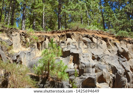 Pines in the national park, on the mountain, cliff, photos of nature and landscape Tenerife