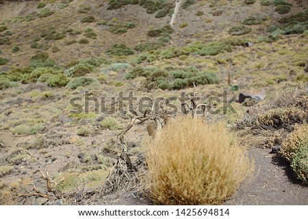 Nature and plants in the desert, bush, mountains, Canary, Tenerife