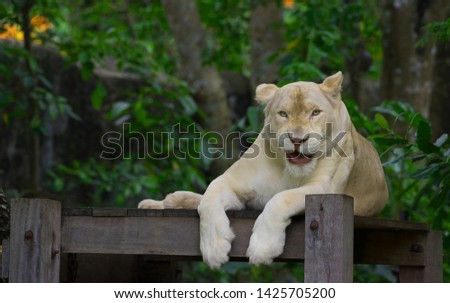 White lioness is smiling on the timber with forest background.