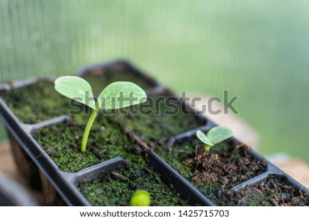 A small plants of watermelon are coming of the seeds in the greenhouse 