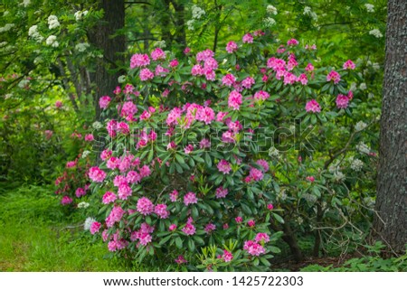 Pink rhododendron flowers on bush in the park, Finland