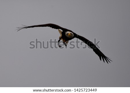 eagle flying towards camera showing wings