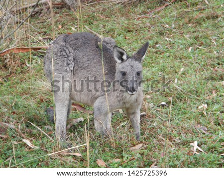 grey mother kangaroo with baby kangaroo feeding, Australia