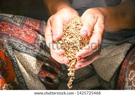 woman holds wheat in her hands