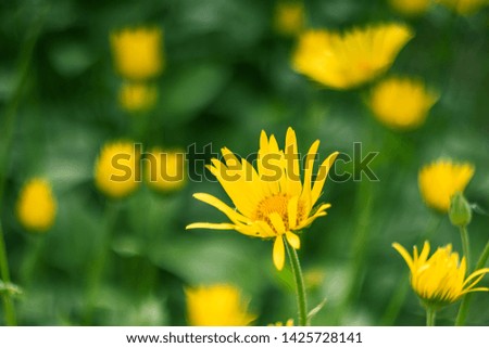 Close-up of a yellow chamomile growing in a meadow. The concept of summer bloom. Beauty of nature. Picture for postcards.