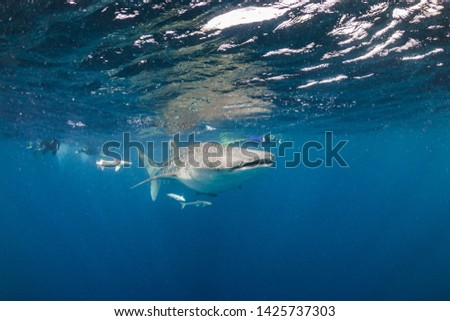 Underwater shot of a wild Giant Whale Shark swimming in the open ocean