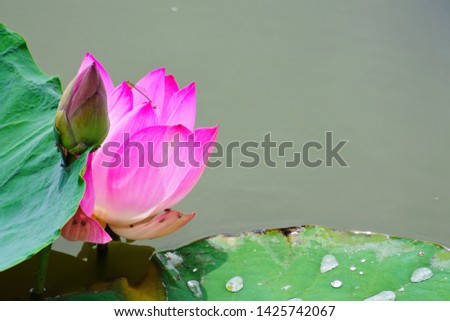 the pink lotus in the pool 