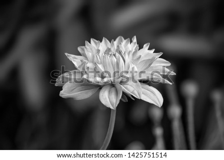 View Of  Dalia Flower In Black And White Version