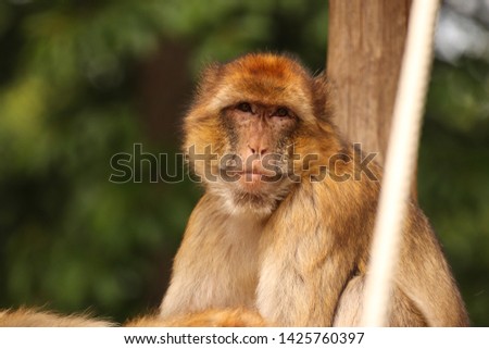 Singe Magot Stock Photos And Images Avopix Com