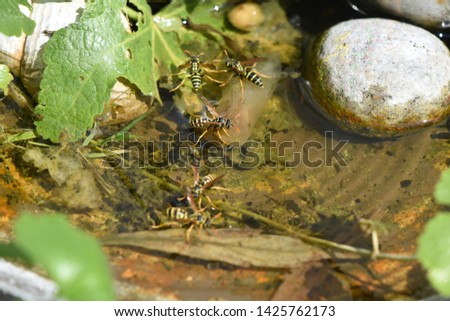Wasps (Polistes dominula) drinking water from a peel in the garden on a hot sunny day.