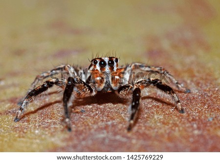 Jumper spider in front view